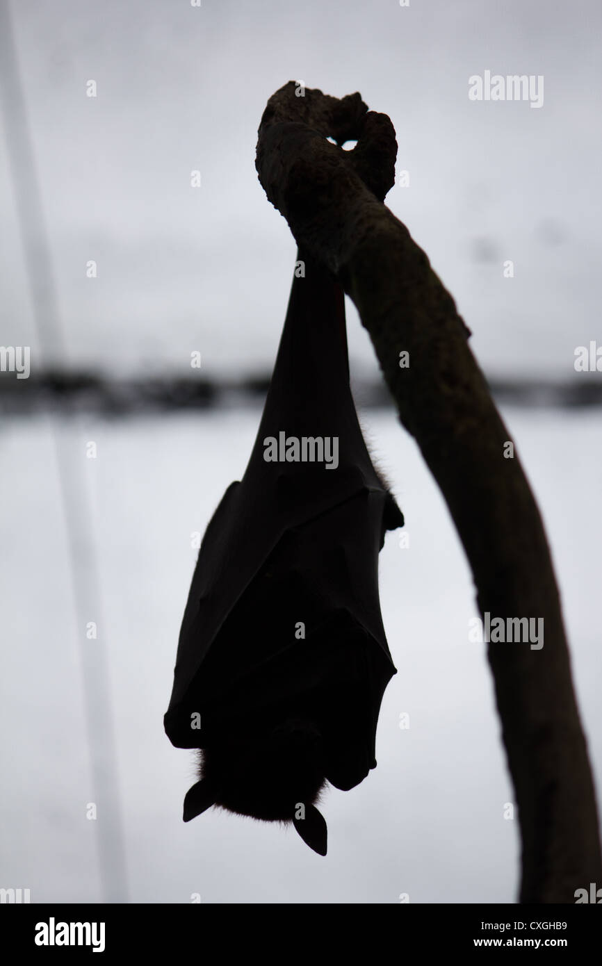 Fruit bat - Stock Image