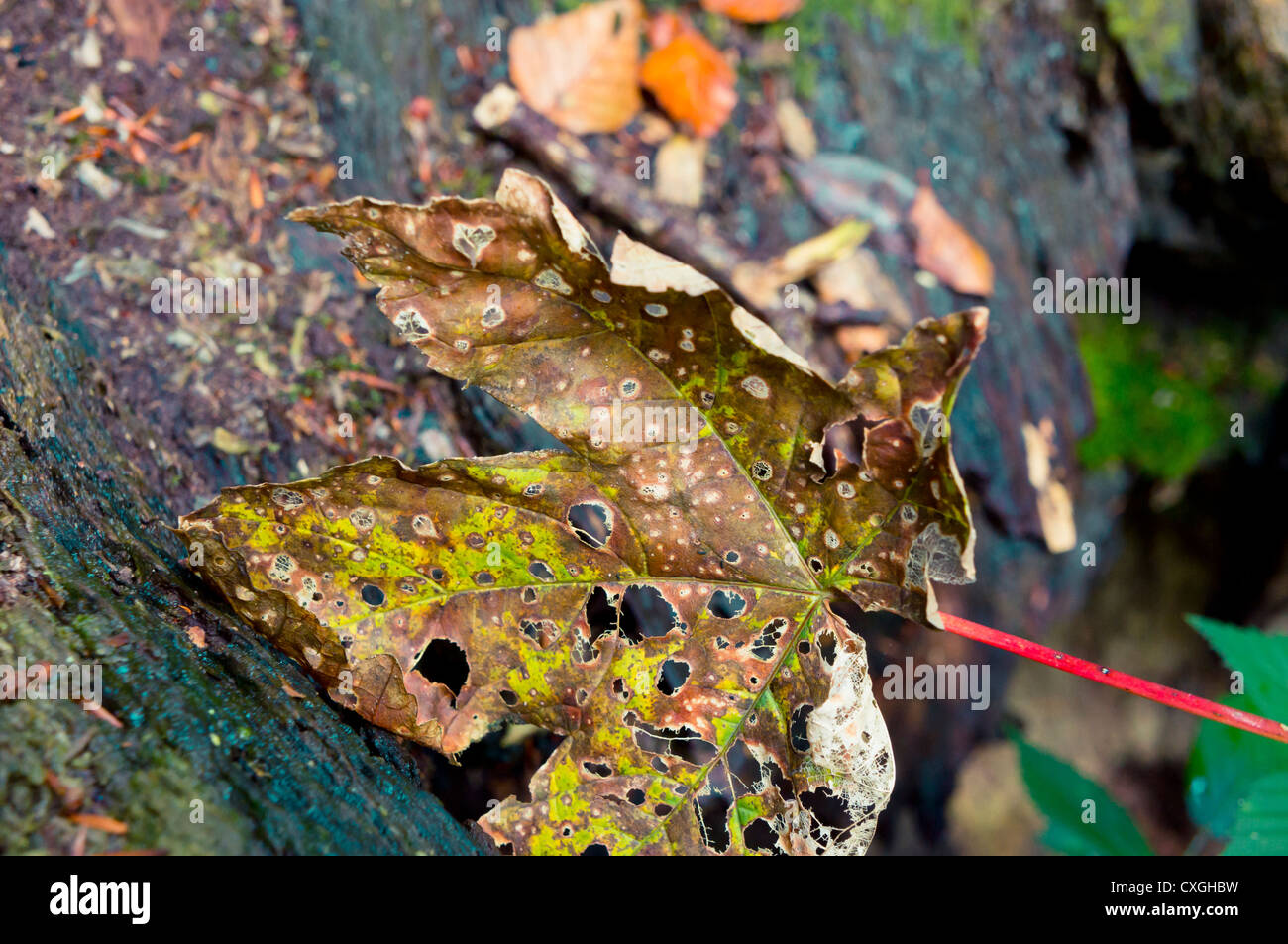 Autumn sycamore leaf Stock Photo