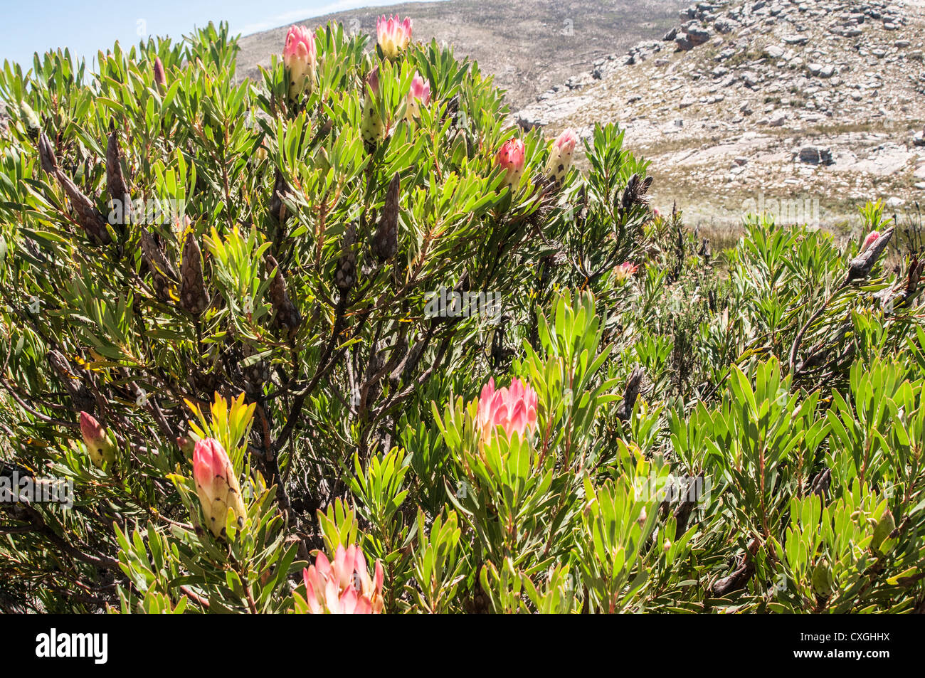 The Hell, South Africa, Gamkaskloof, Swartberg reserve, valley