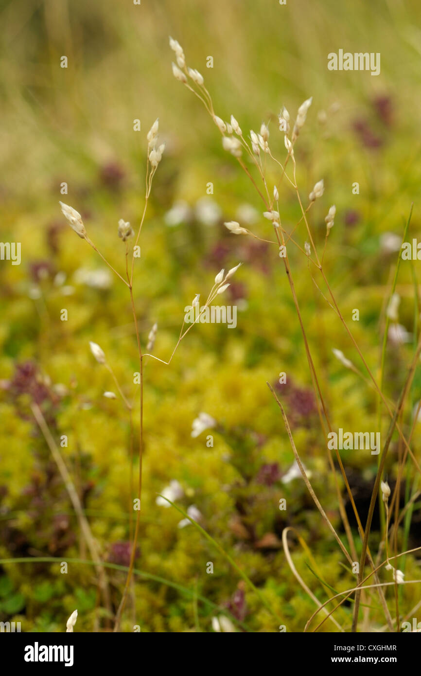 Silver Hair-grass, Aira caryophyllea Stock Photo