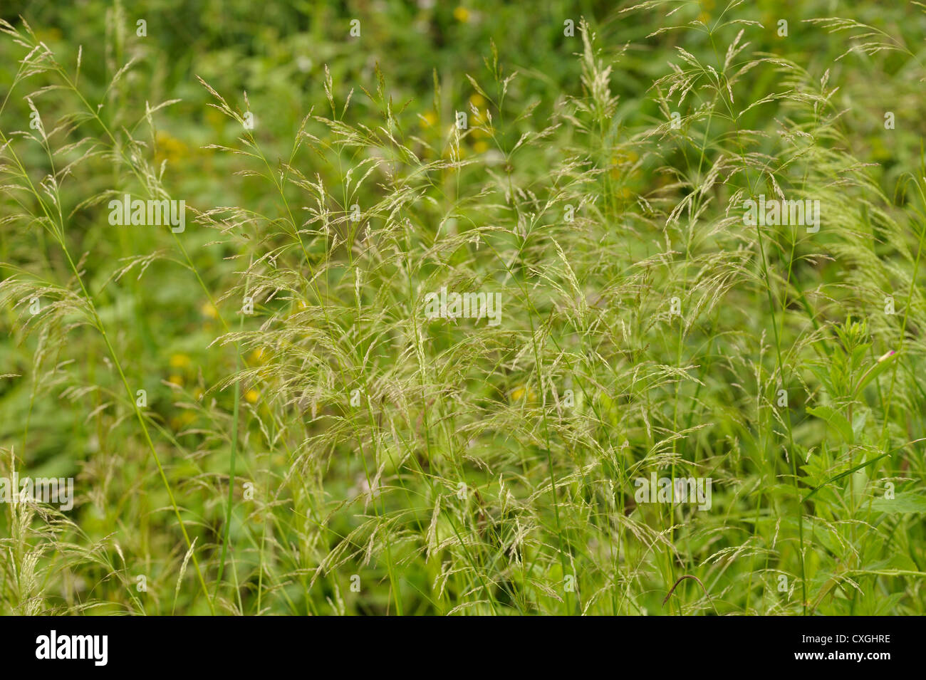 Tufted Hair-grass, Deschampsia cespitosa Stock Photo