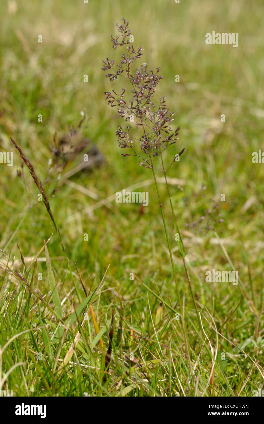 Common Bent, Agrostis capillaris Stock Photo