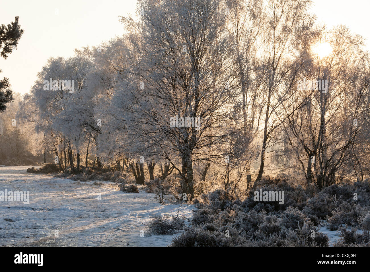 Sutton Coldfield park in snow Stock Photo - Alamy
