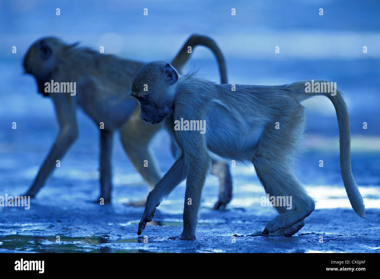 Two baboons searching for food, Mana Pools National Park, Zimbabwe, Simbabwe Stock Photo
