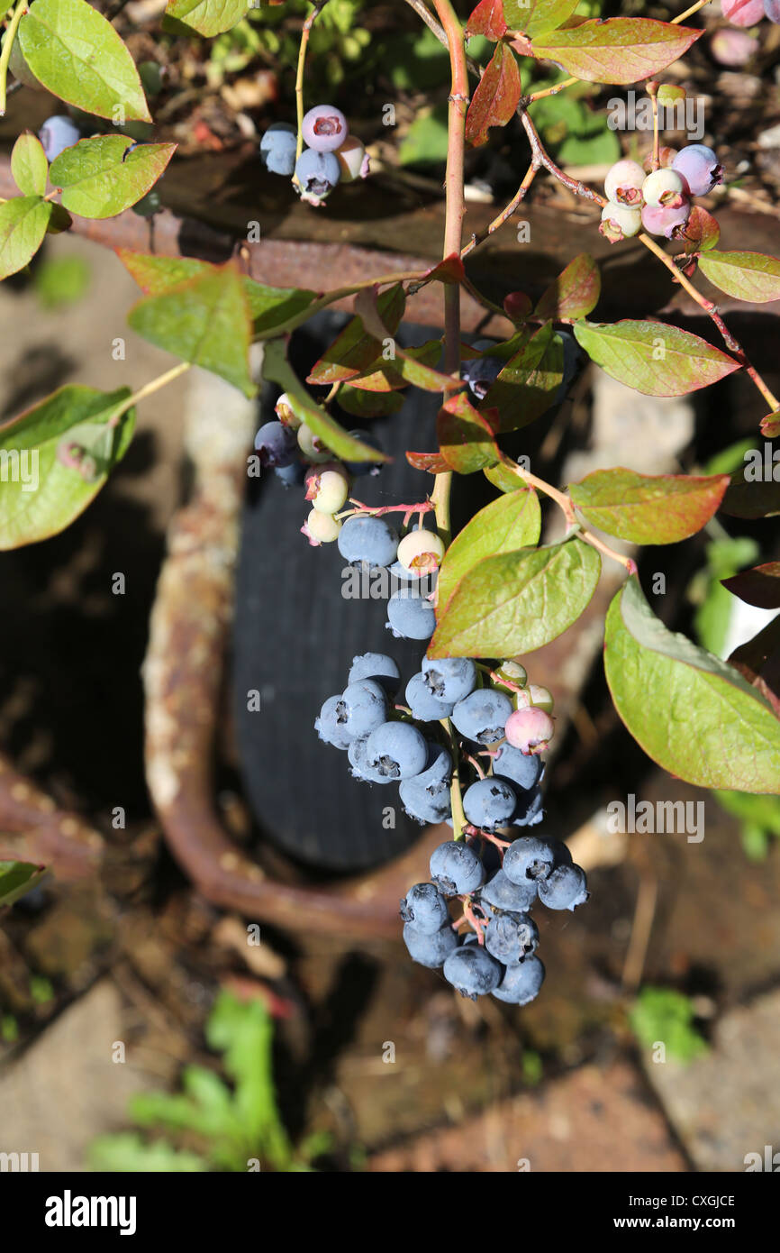 Blueberries Growing In Garden England Stock Photo Alamy