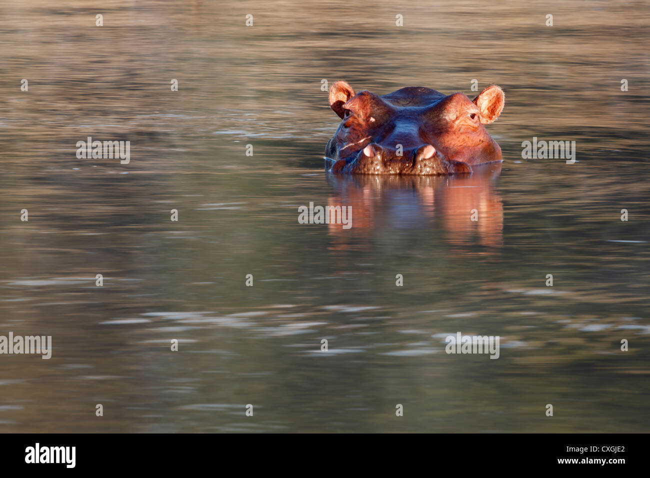Hippo in the water. South Luangwa National Park, Zambia, Sambia, Nsefu Sector Stock Photo