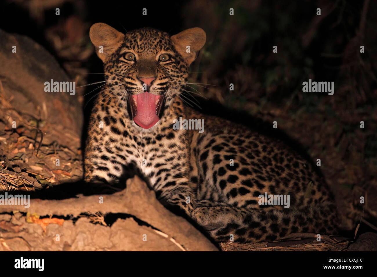 Young leopard at night. South Luangwa National Park, Zambia, Sambia, Nsefu Sector Stock Photo