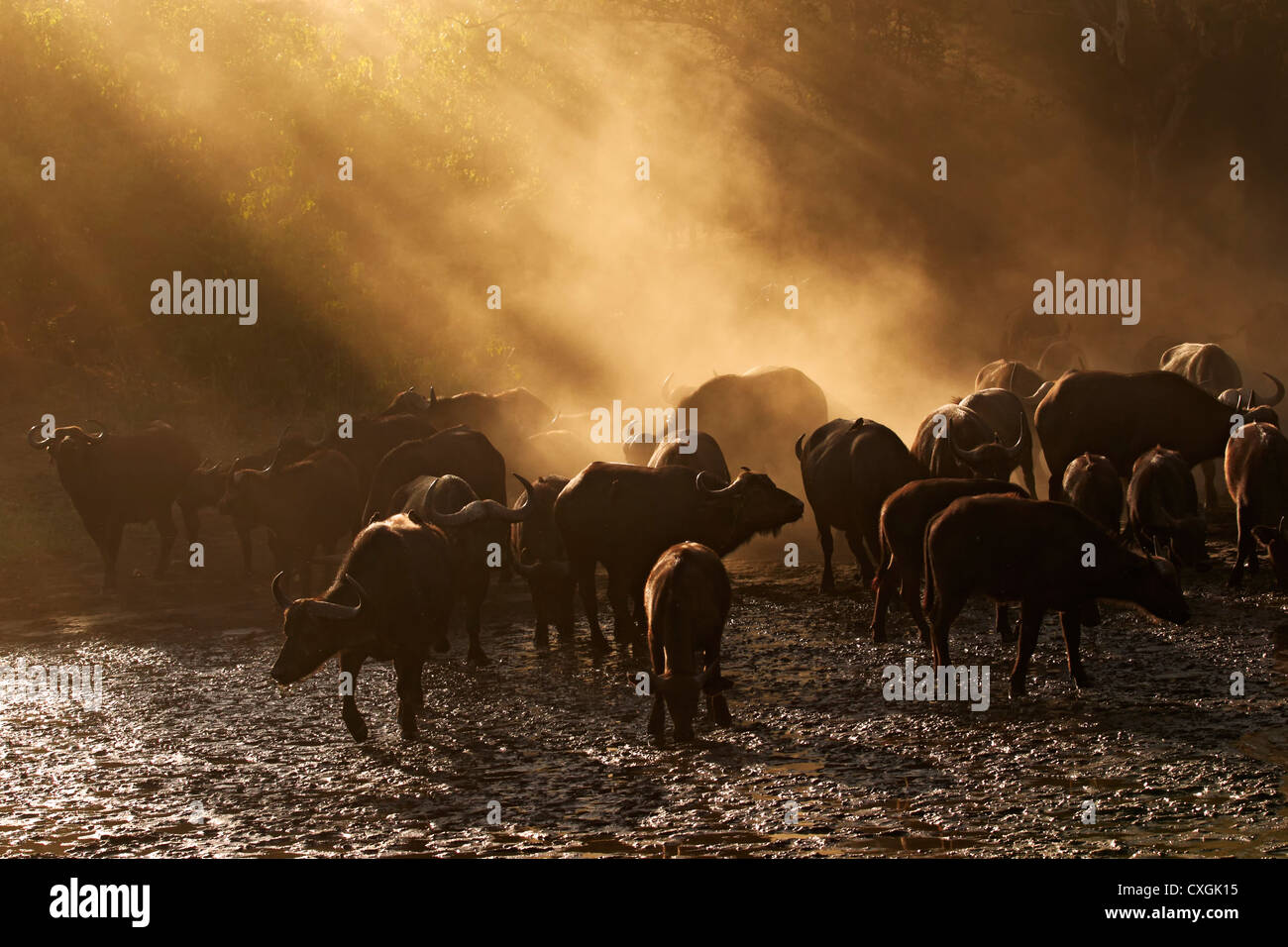 Herd of African Buffalos in wet riverbed, Mana Pools National Park, Zimbabwe,Simbabwe. kaffernbueffel, African Buffalo, Stock Photo