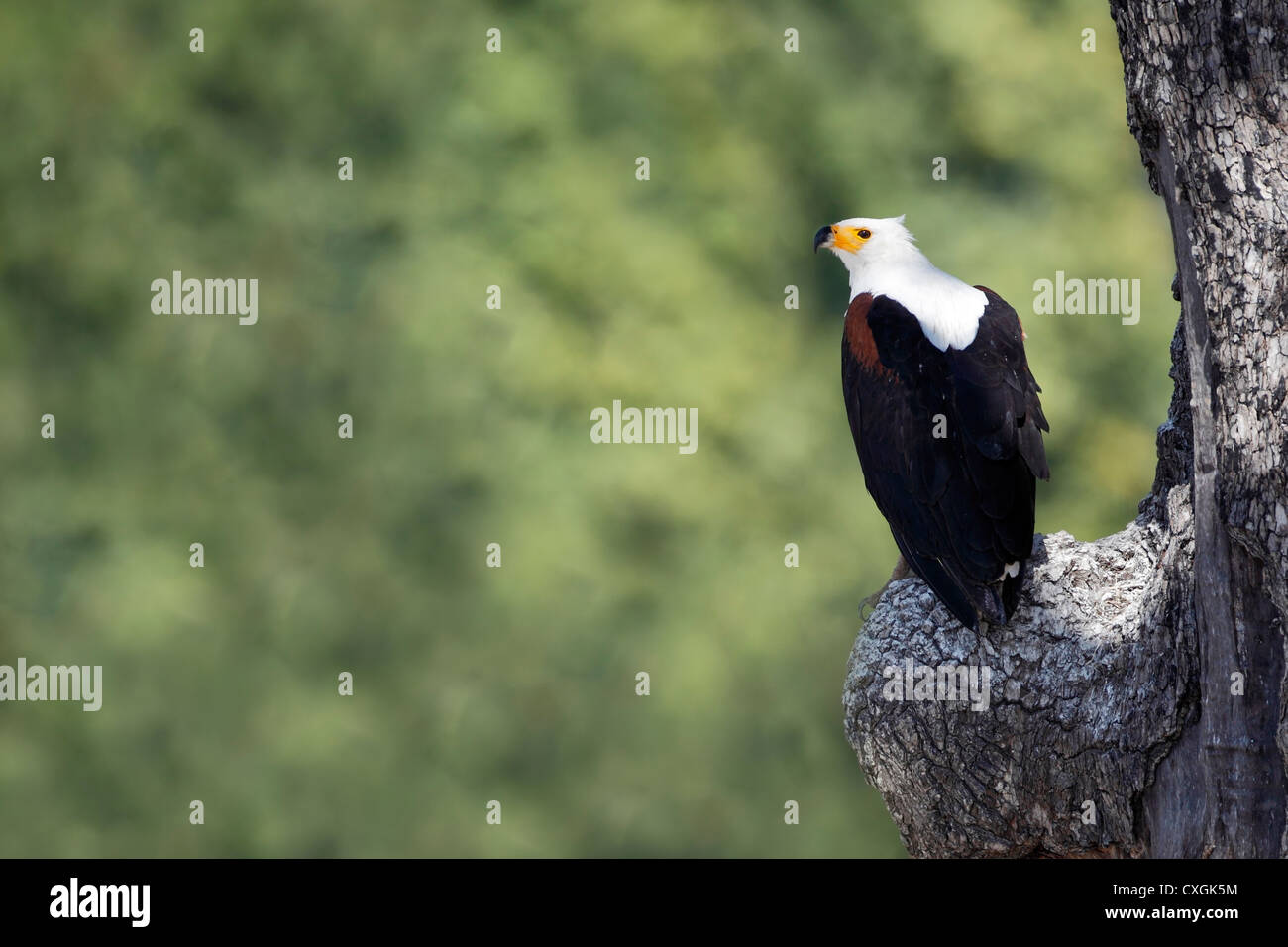 Afrikanischer Schreiseeadler, African Fish Eagle. South Luangwa National Park, Zambia, Sambia, Nsefu Sector Stock Photo