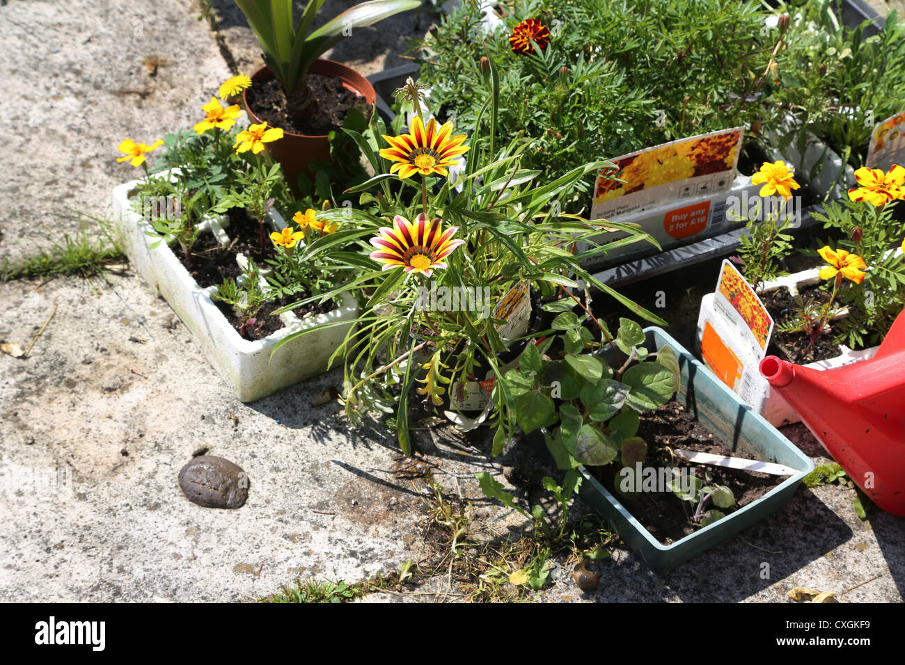 Fox Poo by Seedlings Bedding Plants French Marigolds And Gazania Daybreak Stock Photo