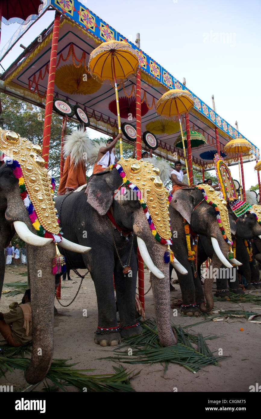 Decorated elephants during the Hindu Festival of Shiva, Cochin, India. Stock Photo