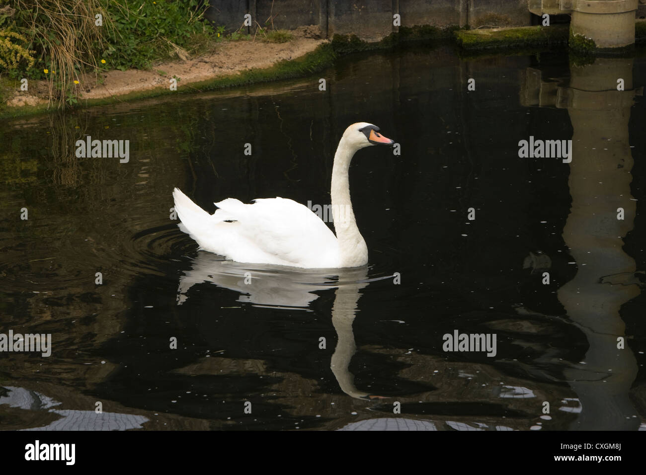 Swan floating on River Stock Photo