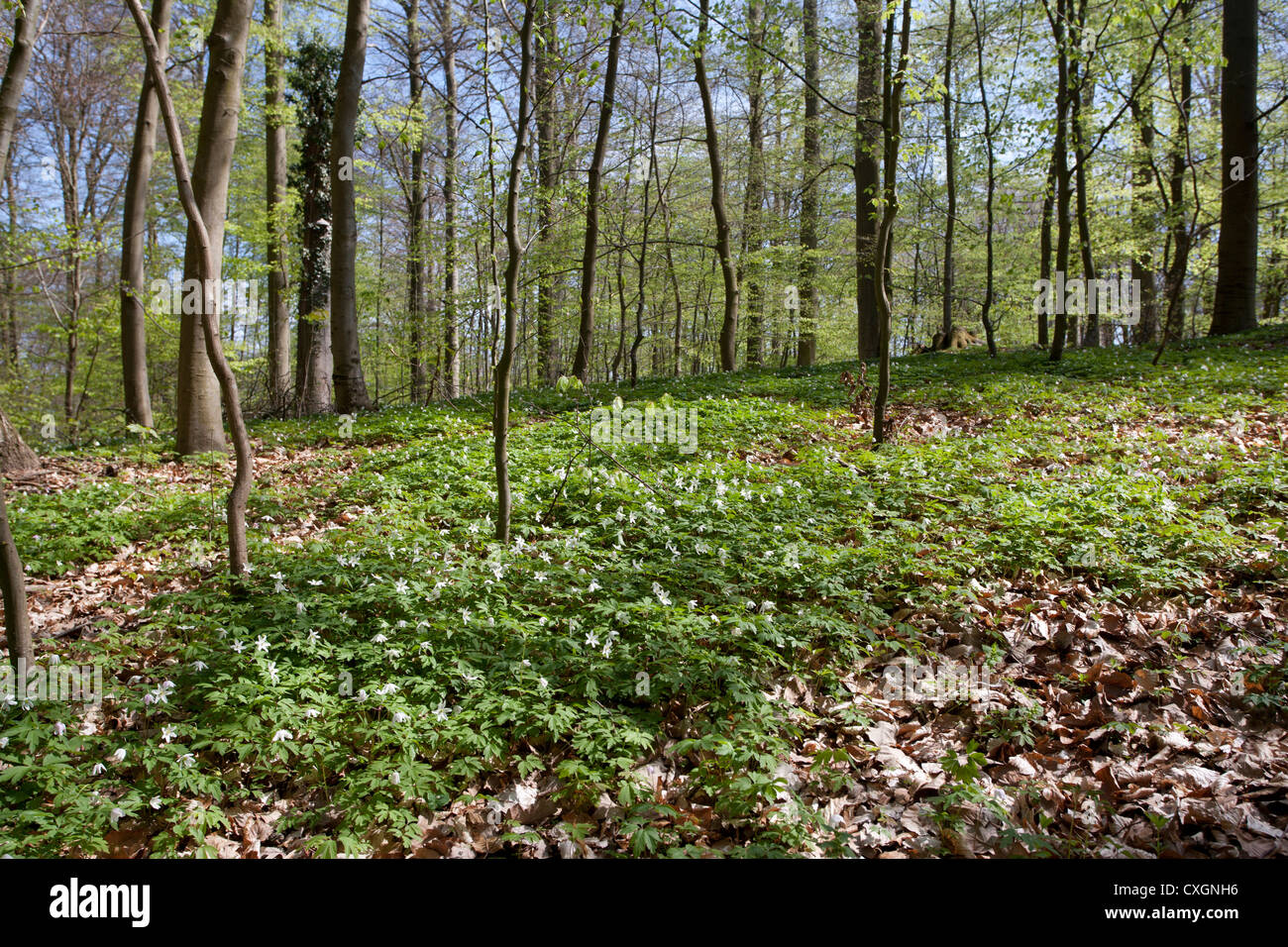 Wood Anemones, Anemone nemorosa, Beech Forest, Feldberg, Feldberger Seenlandschaft, Mecklenburgische Seenplatte, Germany Stock Photo