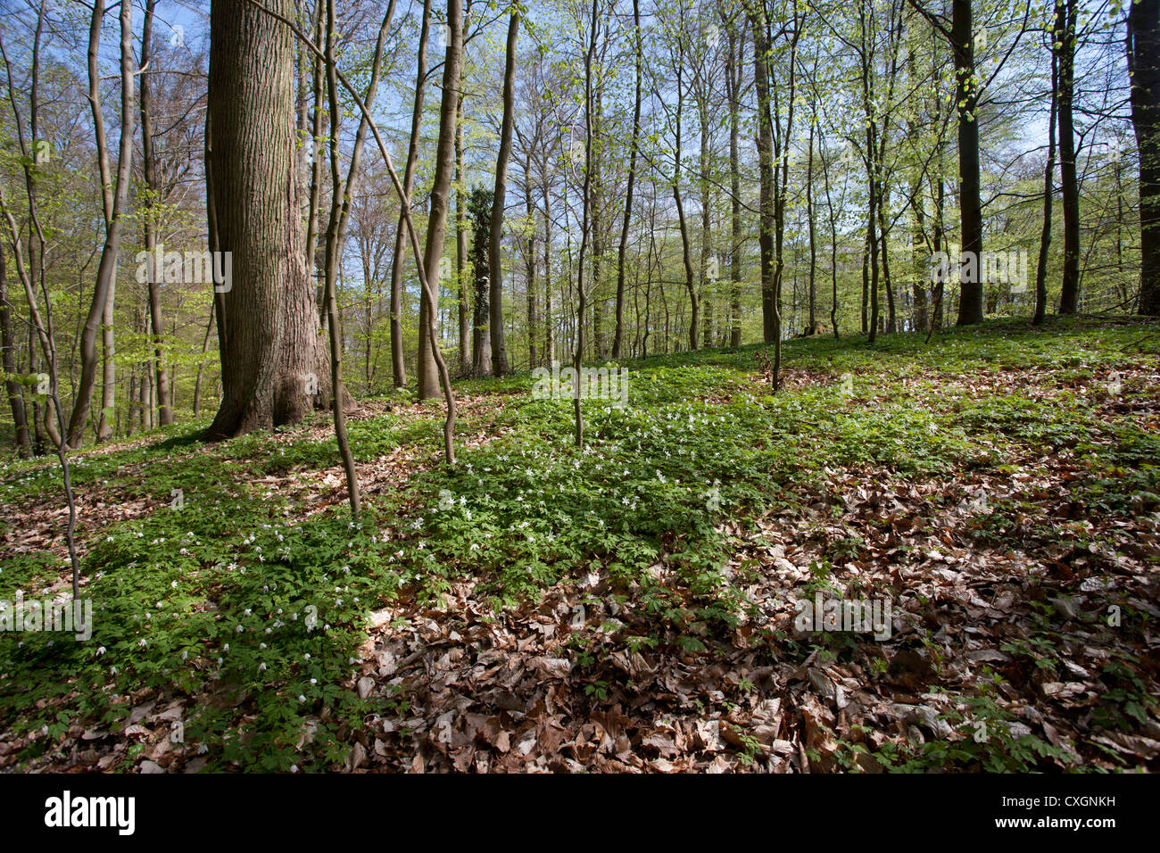 Wood Anemones, Anemone nemorosa, Beech Forest, Feldberg, Feldberger Seenlandschaft, Mecklenburgische Seenplatte, Germany Stock Photo