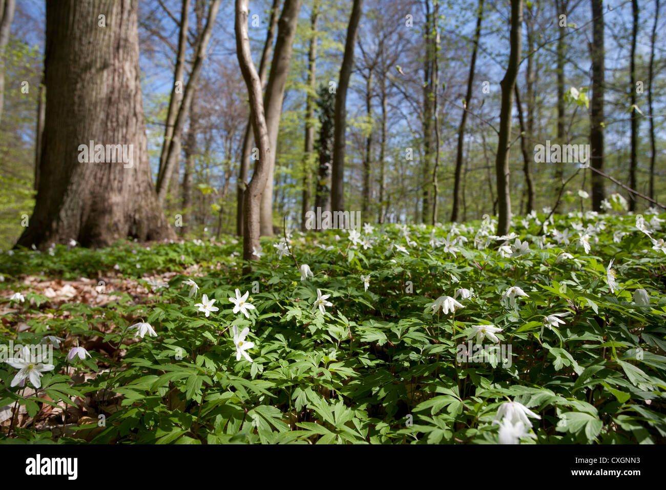 Wood Anemones, Anemone nemorosa, Beech Forest, Feldberg, Feldberger Seenlandschaft, Mecklenburgische Seenplatte, Germany Stock Photo