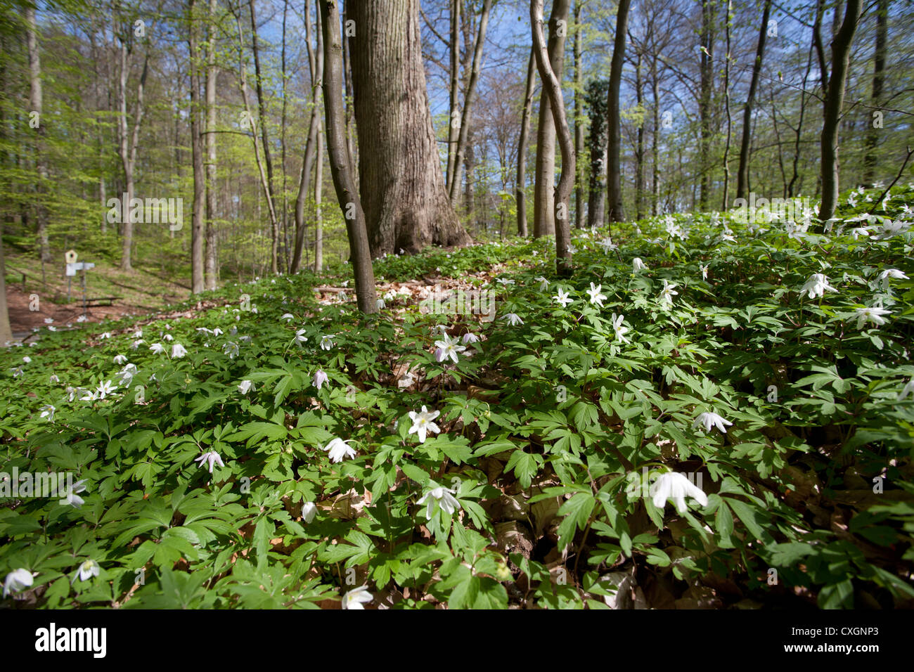 Wood Anemones, Anemone nemorosa, Beech Forest, Feldberg, Feldberger Seenlandschaft, Mecklenburgische Seenplatte, Germany Stock Photo