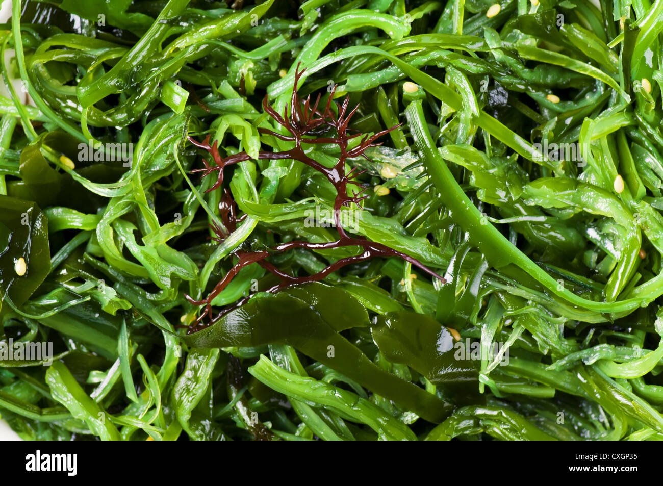 seaweed salad Stock Photo