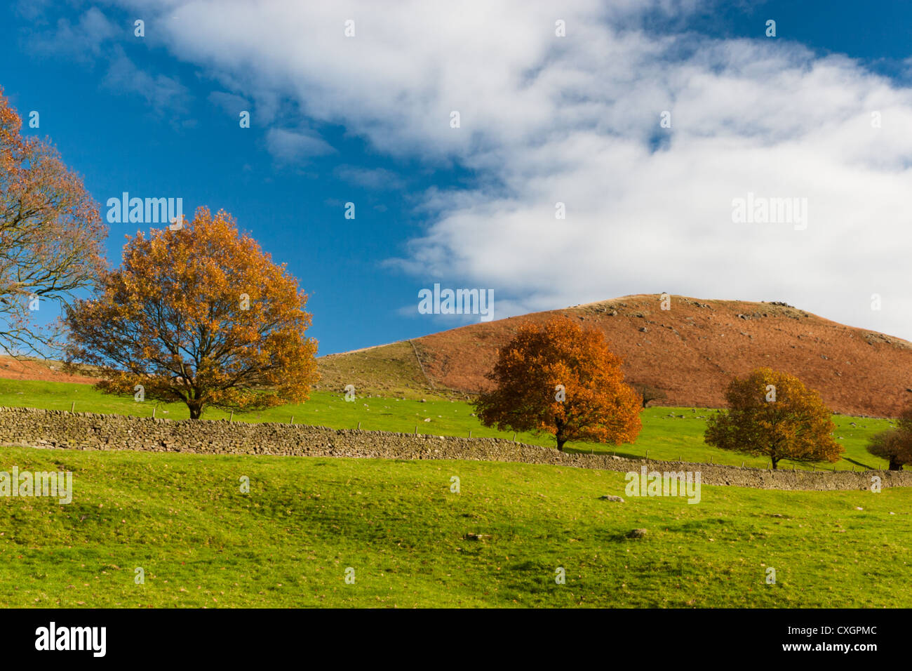 Three trees in Autumn color against a blue sky, Yorkshire Dales Stock Photo