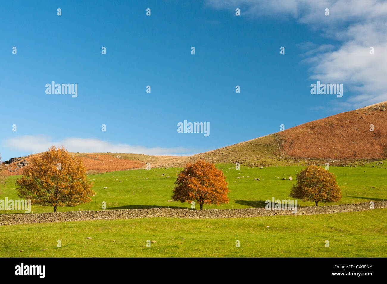 Three trees in Autumn color against a blue sky, Yorkshire Dales Stock Photo