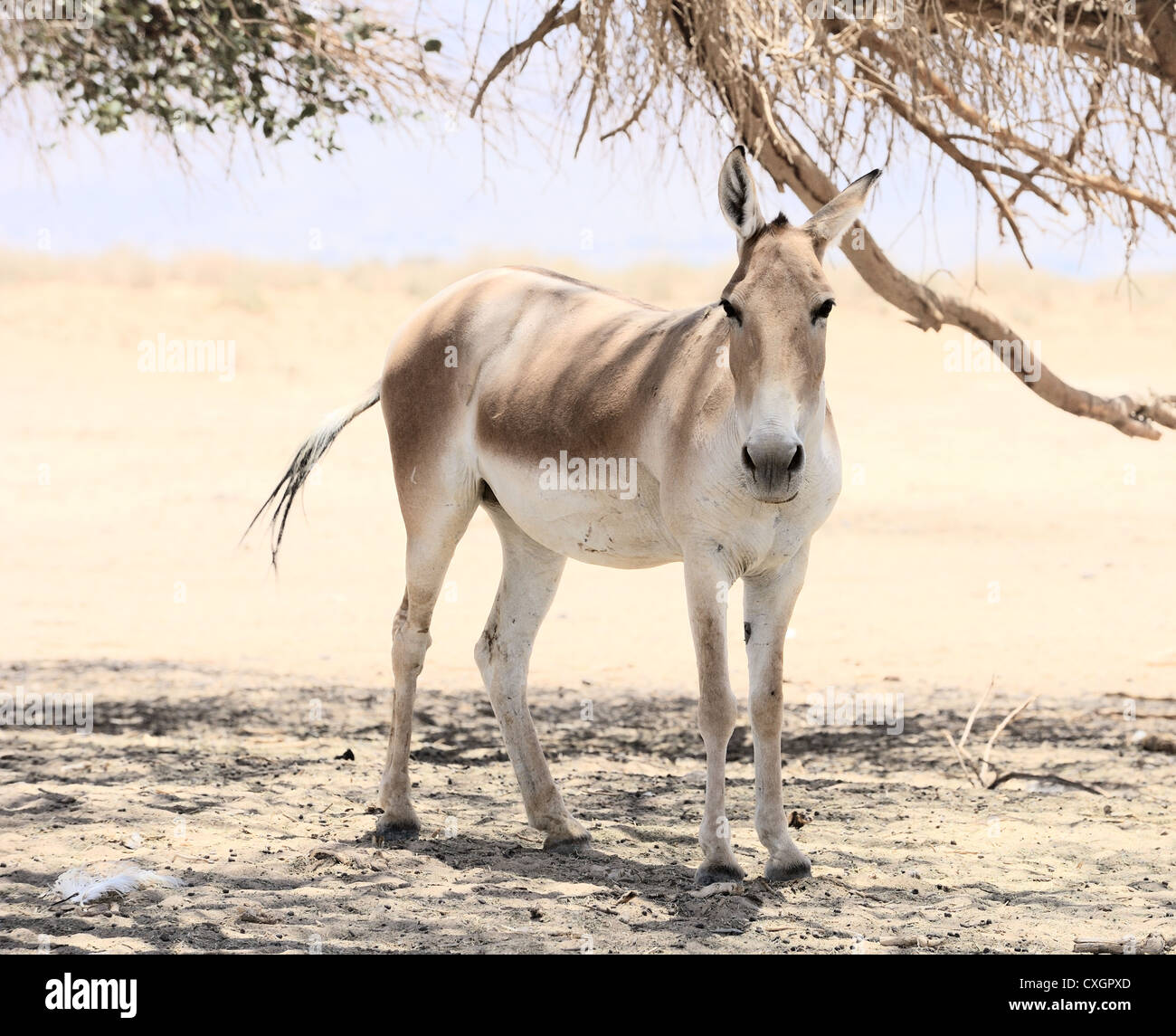 Onager in the reserve Hai-Bar Yotvata in southern Israel. Stock Photo