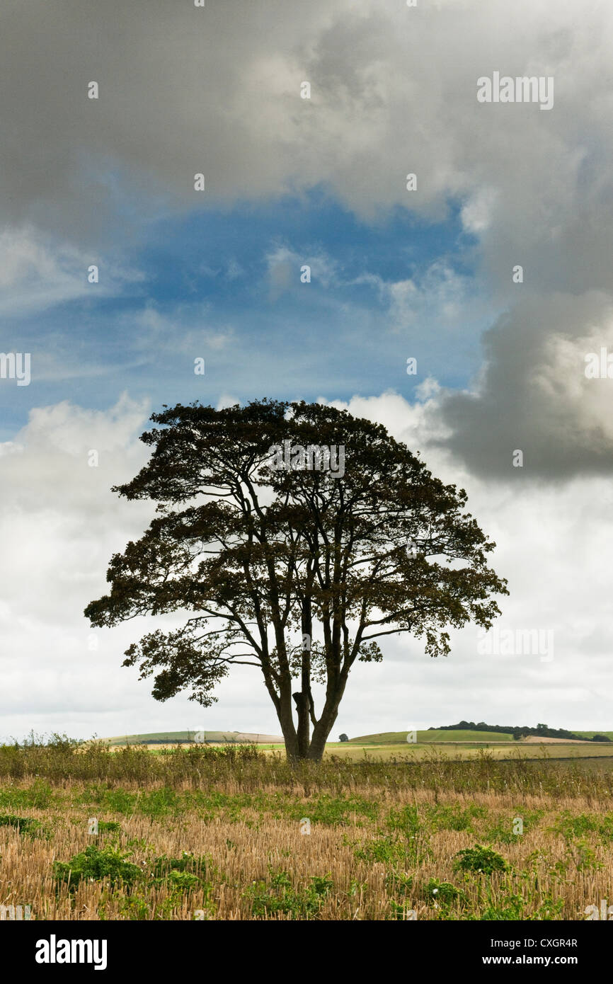 Single alder tree in a field on the South Downs with large cumulus clouds and blue sky in late summer in West Sussex England UK Stock Photo