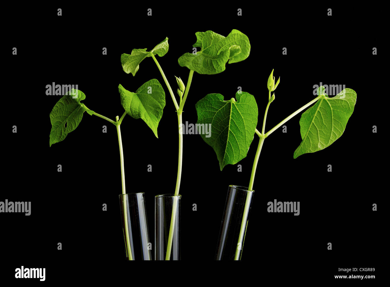 plant in test tube Stock Photo - Alamy