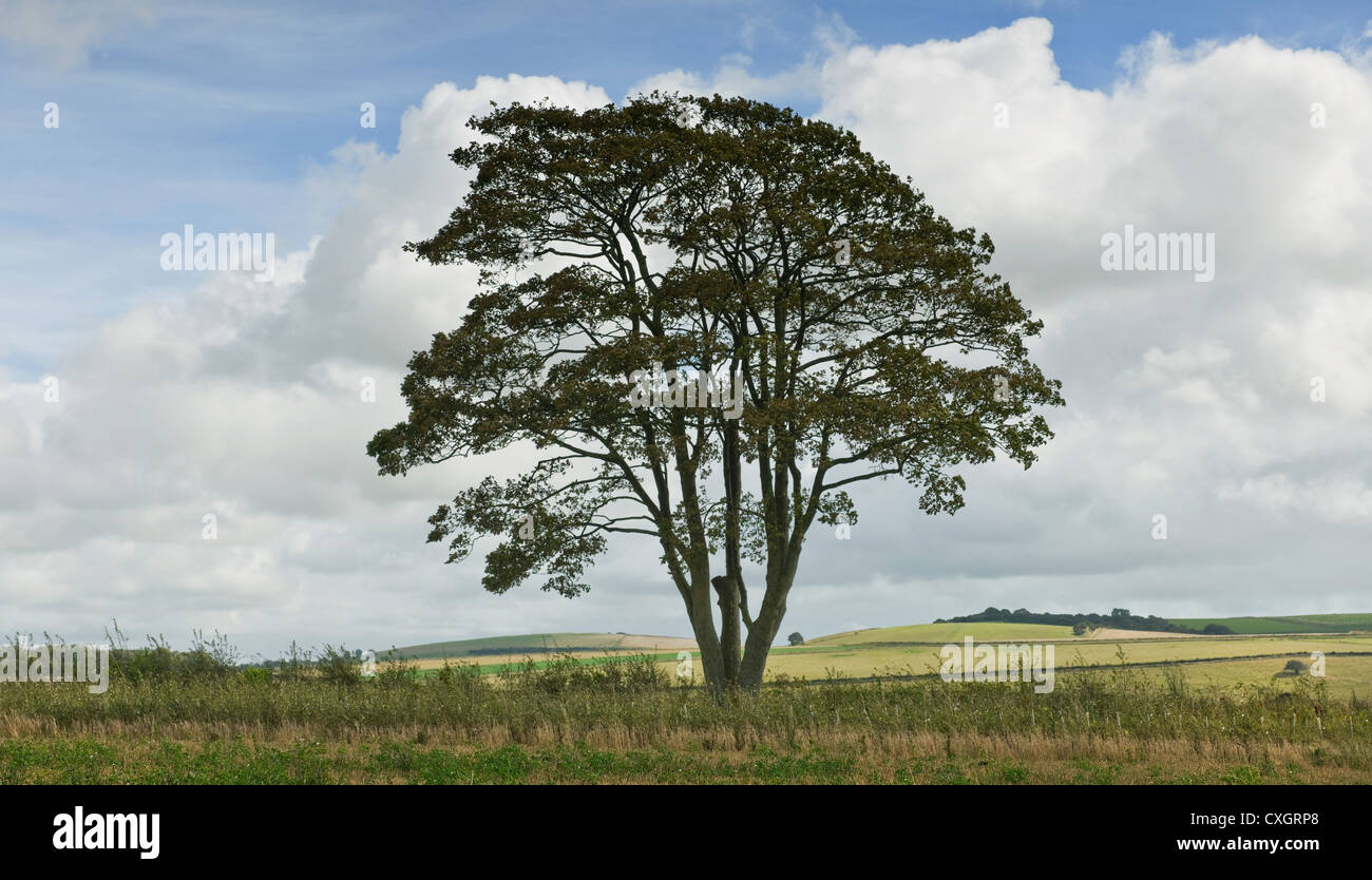 Single alder tree in a field on the South Downs with large cumulus clouds and blue sky in late summer in West Sussex England UK Stock Photo