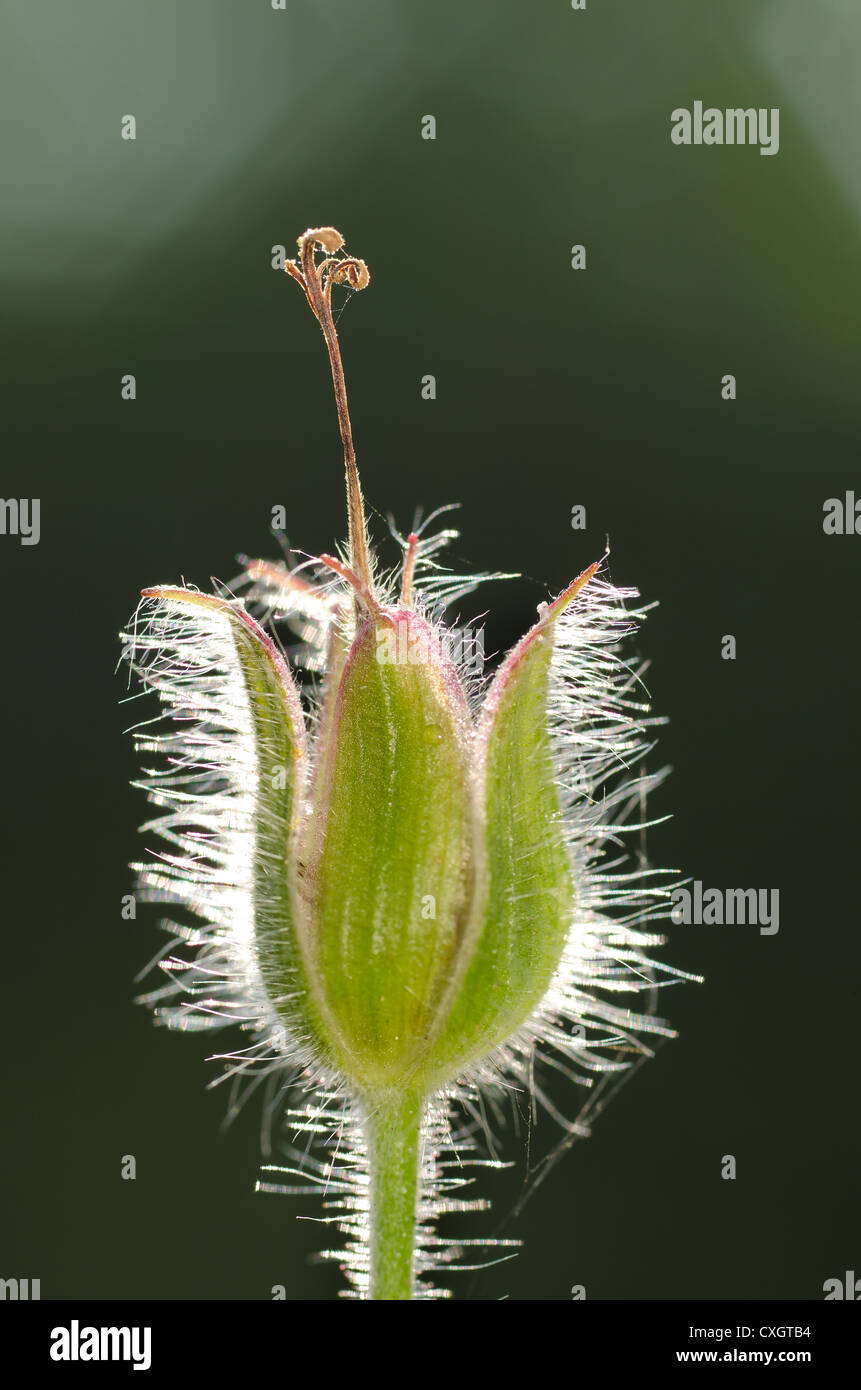 Fine delicate hairs coating seed pod head of geranium flower seedhead  backlit Stock Photo - Alamy
