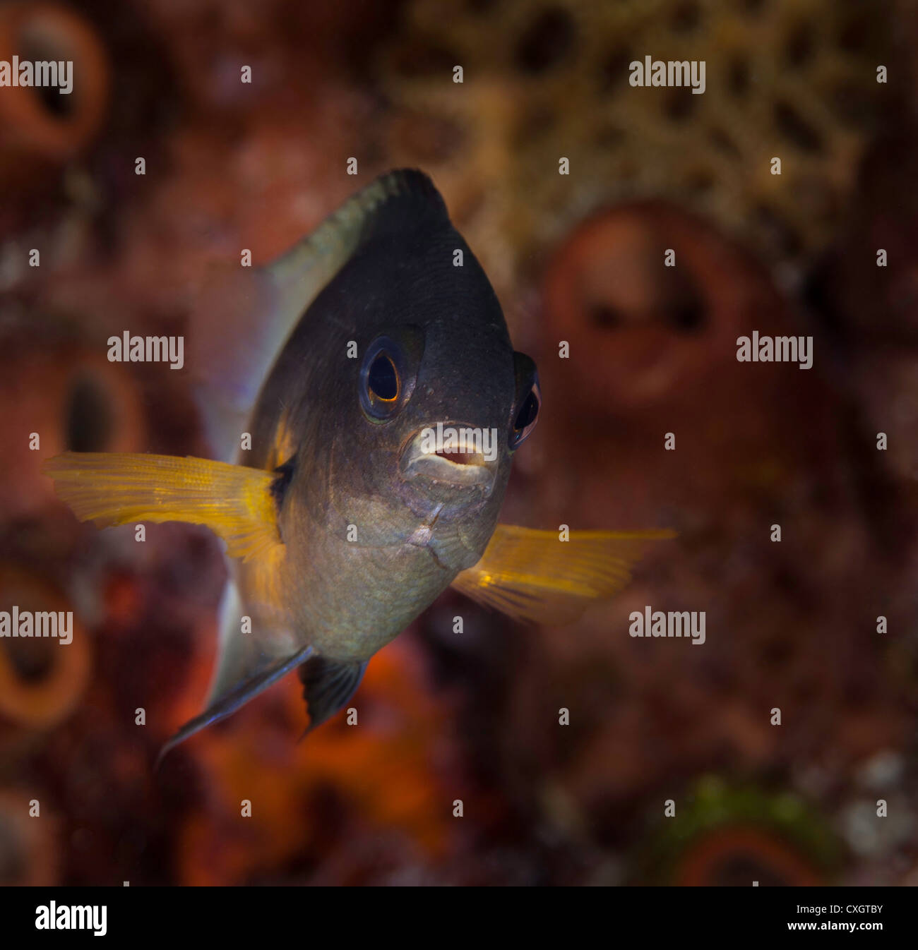Bicolor Damselfish (Stegastes partitus), Key Largo, FL, USA Stock Photo