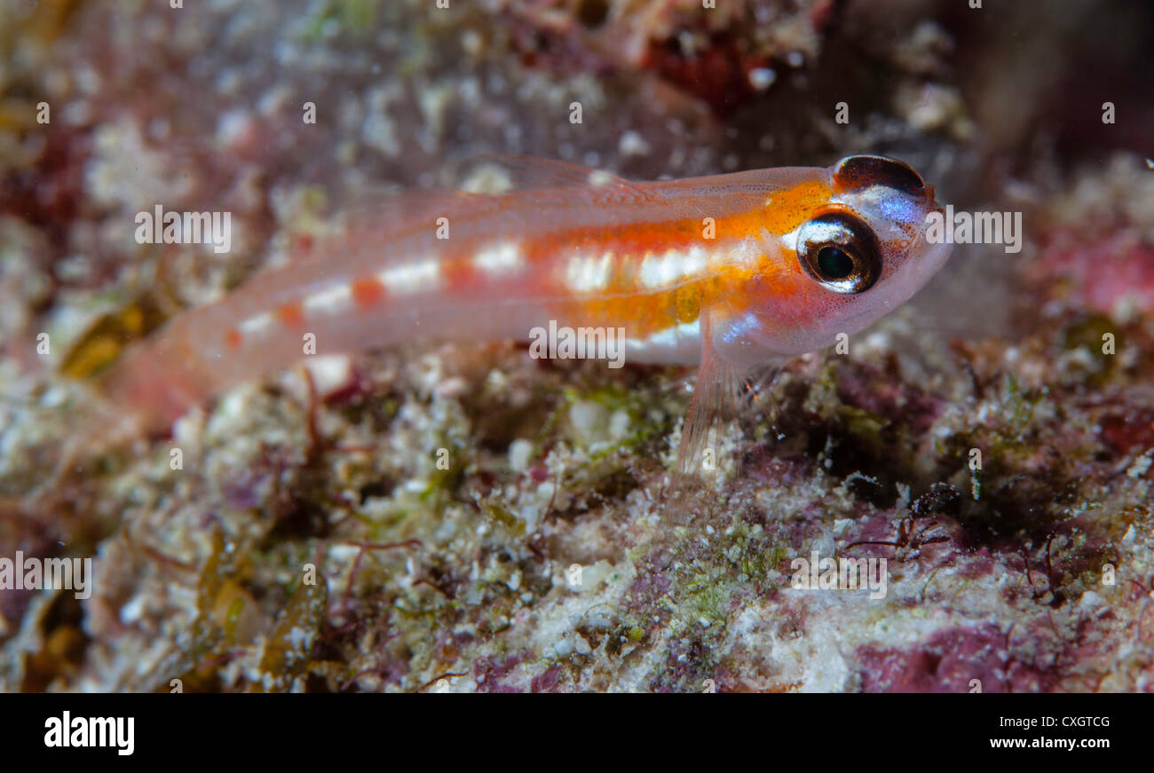 Masked Goby (Coryphopterus personatus) resting on bottom of reef in Key Largo, FL, USA Stock Photo