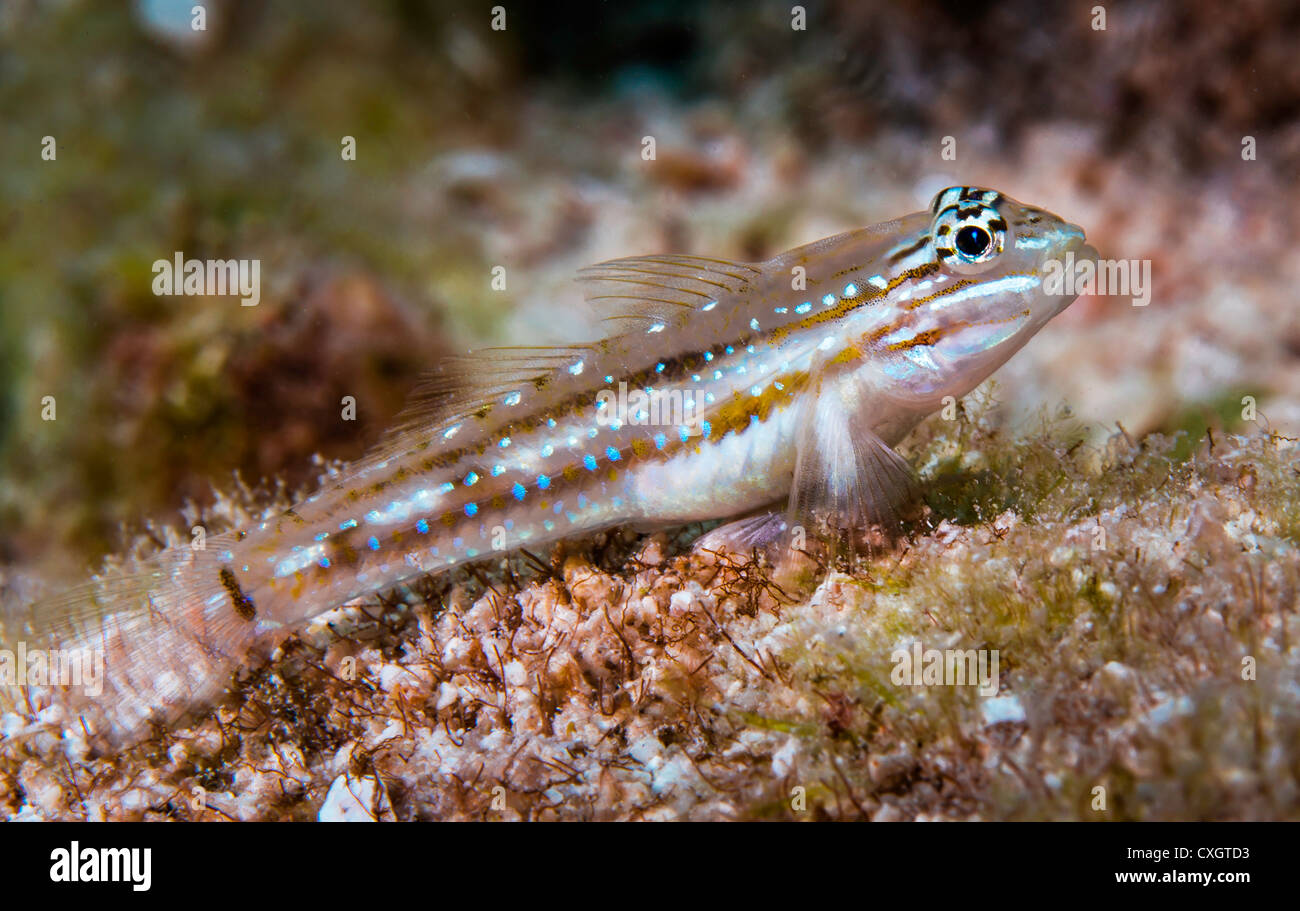Pallid Goby (Coryphopterus eidolon), resting on bottom of reef. Key Largo, FL, USA Stock Photo