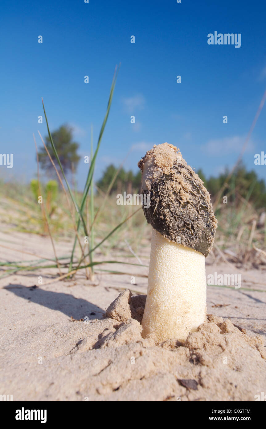 Common morel, morel, yellow morel, true morel, morel mushroom, or