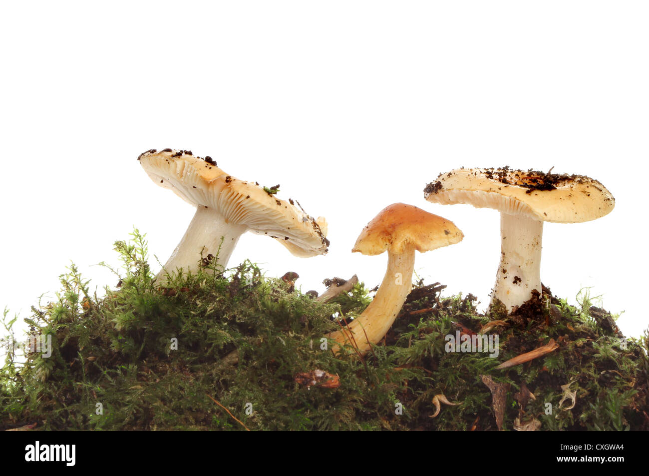 Three toadstool fungi growing in moss against a white background Stock Photo