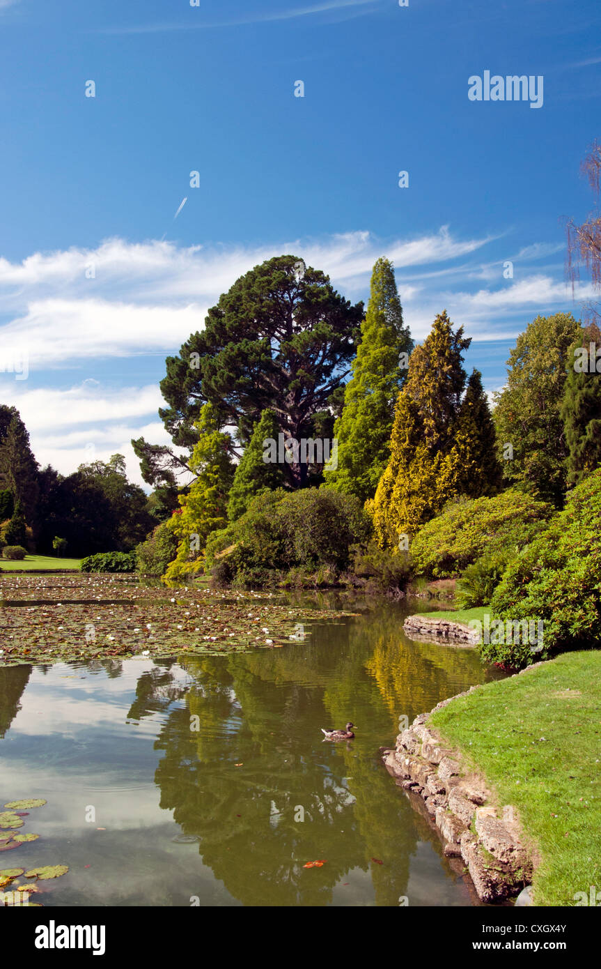 Reflecting trees hi-res stock photography and images - Alamy