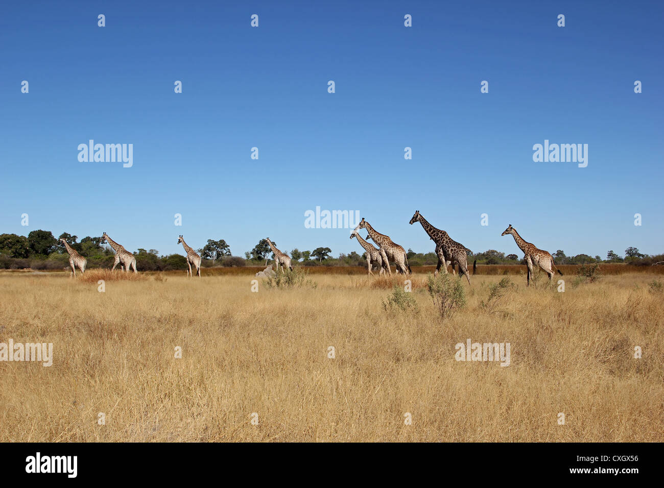 Giraffe Botsuana Moremi Stock Photo