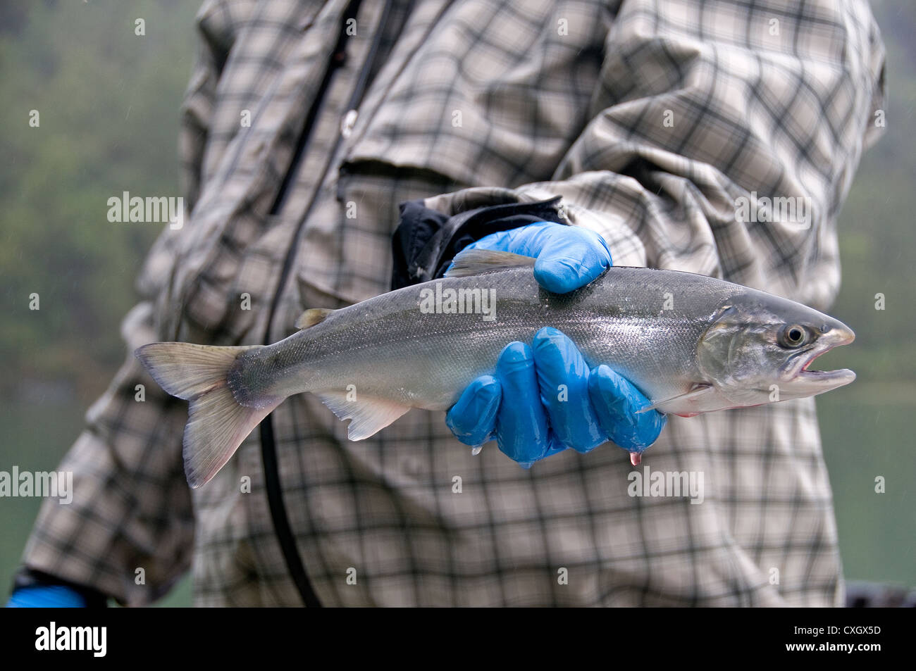 Coho salmon fly fish hi-res stock photography and images - Alamy