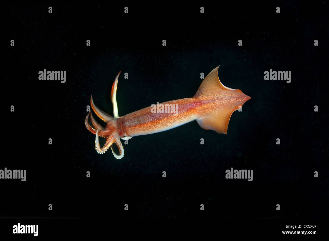 Japanese common squid or Japanese flying squid (Todarodes pacificus