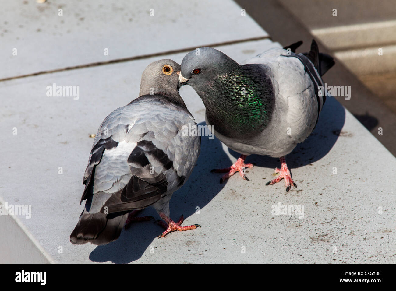 Pigeons. Pair of doves. Pigeon or street, dove  (Columba livia forma domestica). Stock Photo