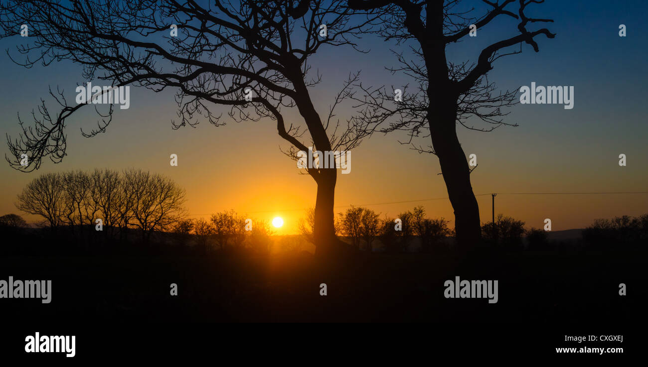 Trees in silhouette at sunset Stock Photo - Alamy