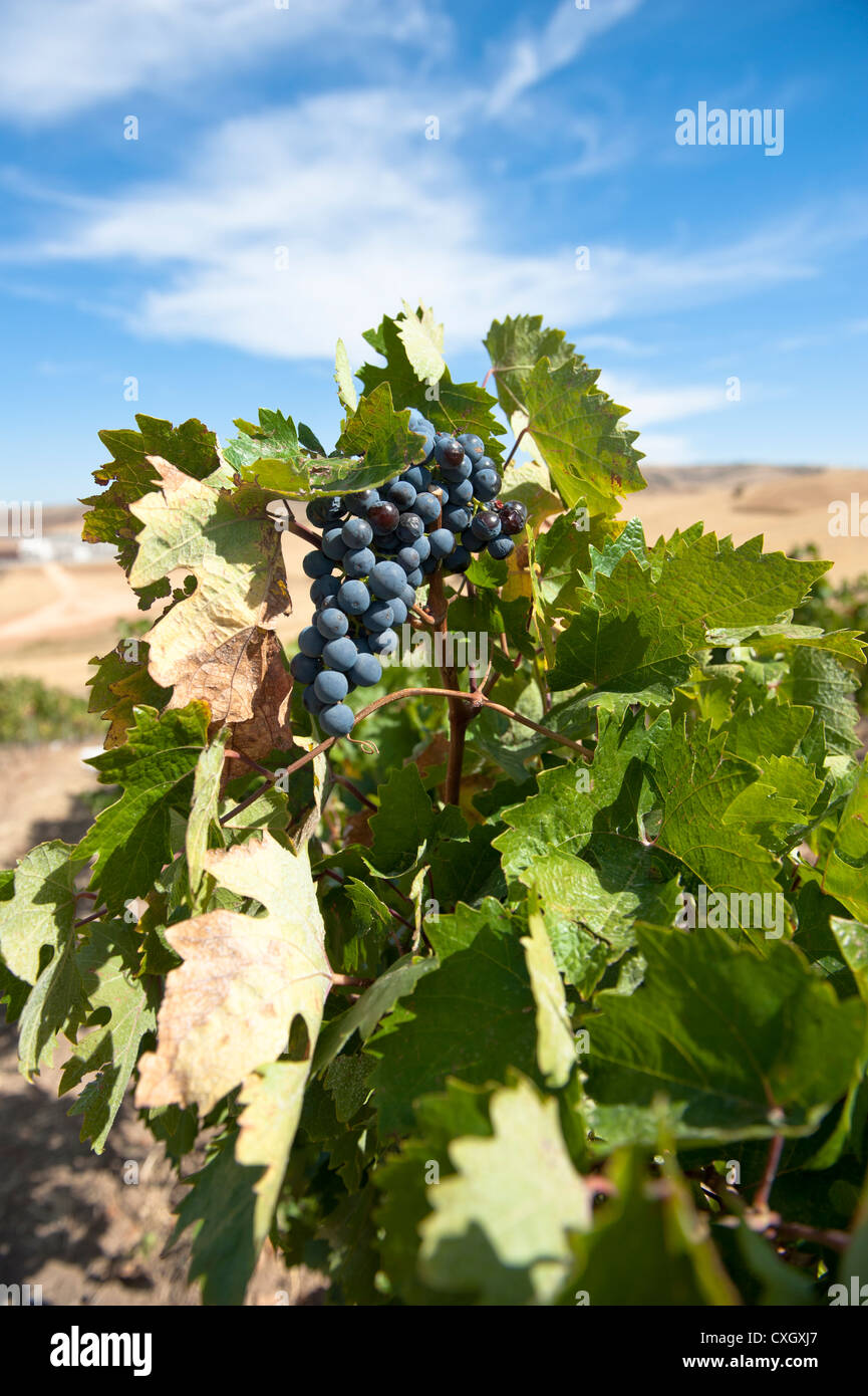 Öküzgözü (Ochsenauge) grapes at the Ankara vineyard of the Turkish wine