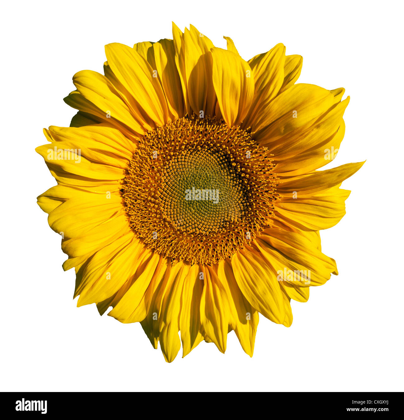 Yellow sunflower isolated on white background Stock Photo - Alamy