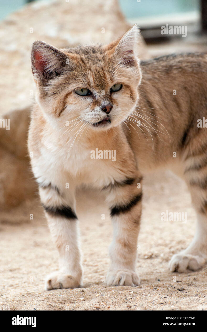 Male Arabian sand cat Stock Photo Alamy