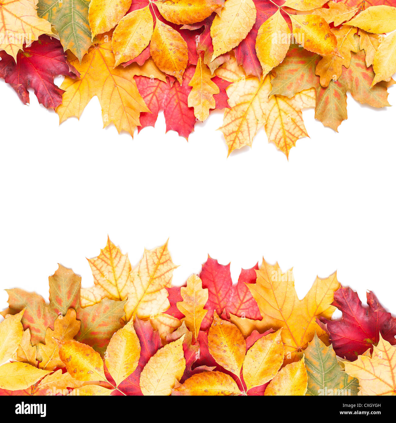 autumn leafs on white background Stock Photo