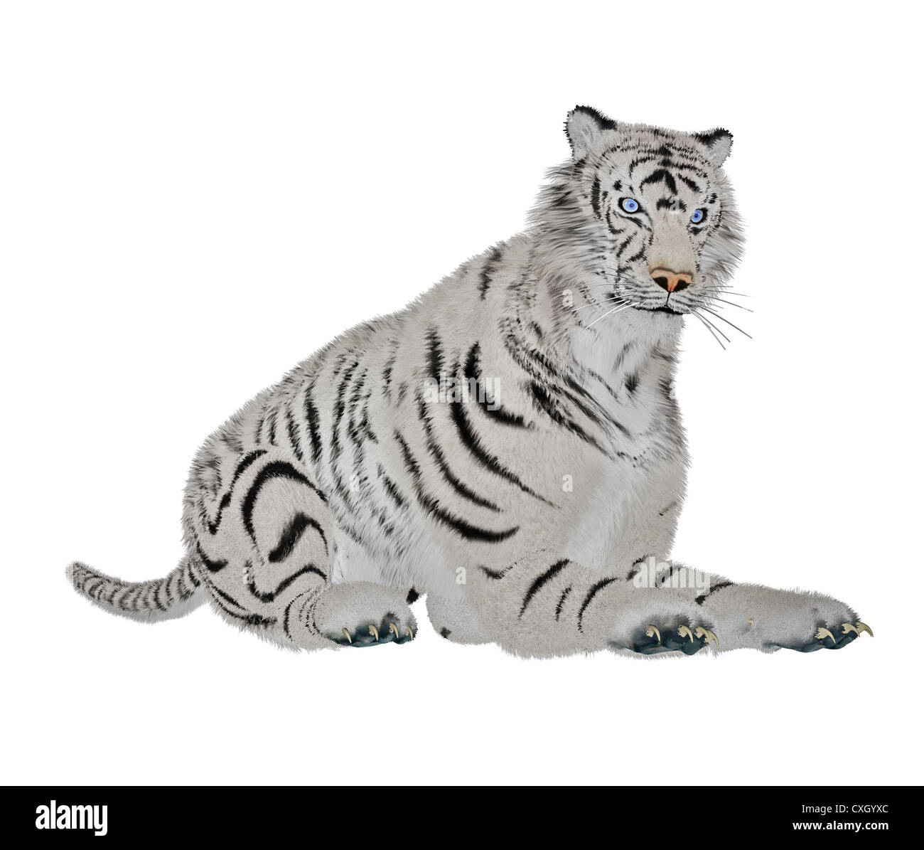 White tiger relaxing in white background Stock Photo - Alamy