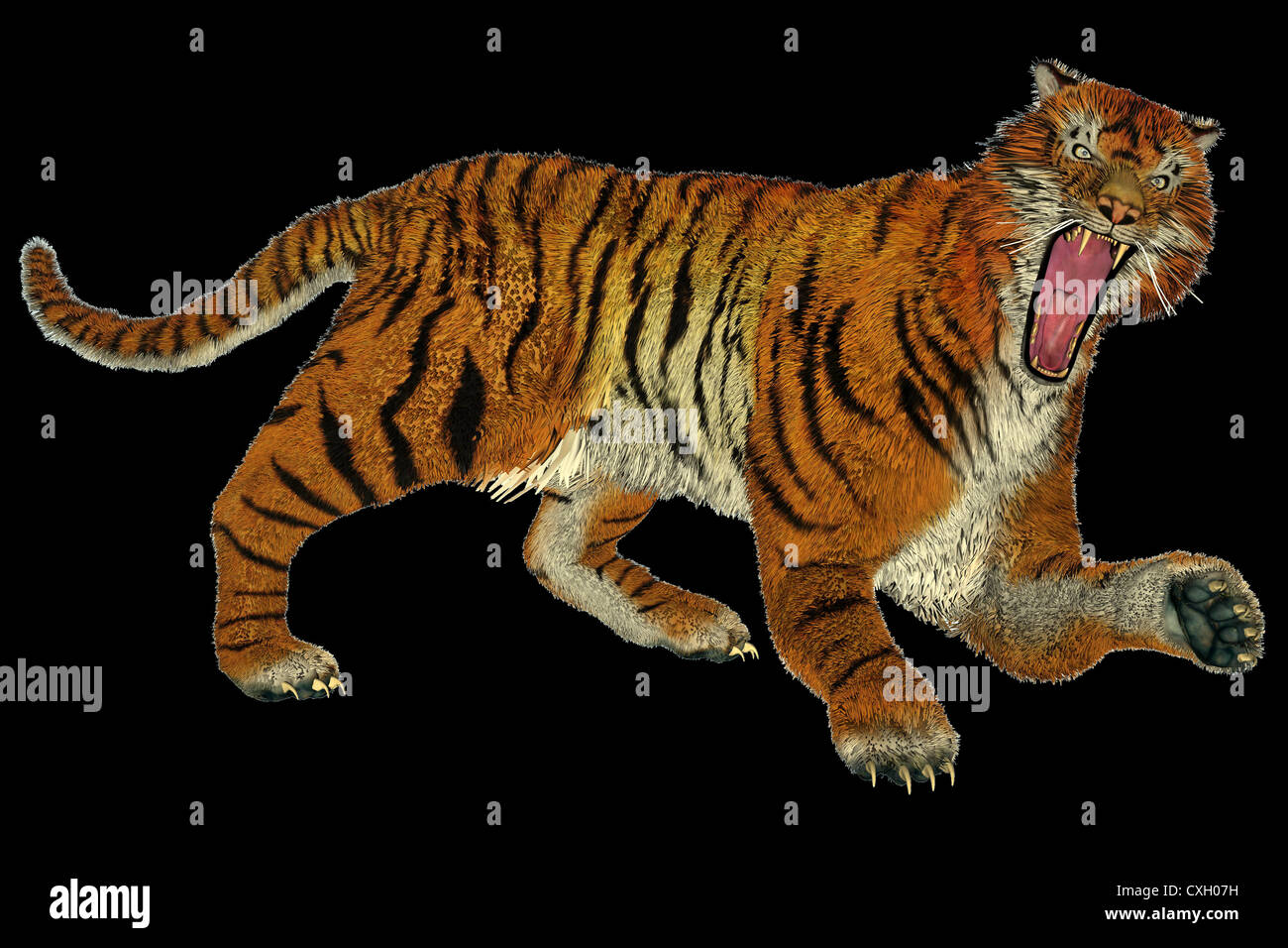 Big beautiful tiger raging in black background Stock Photo