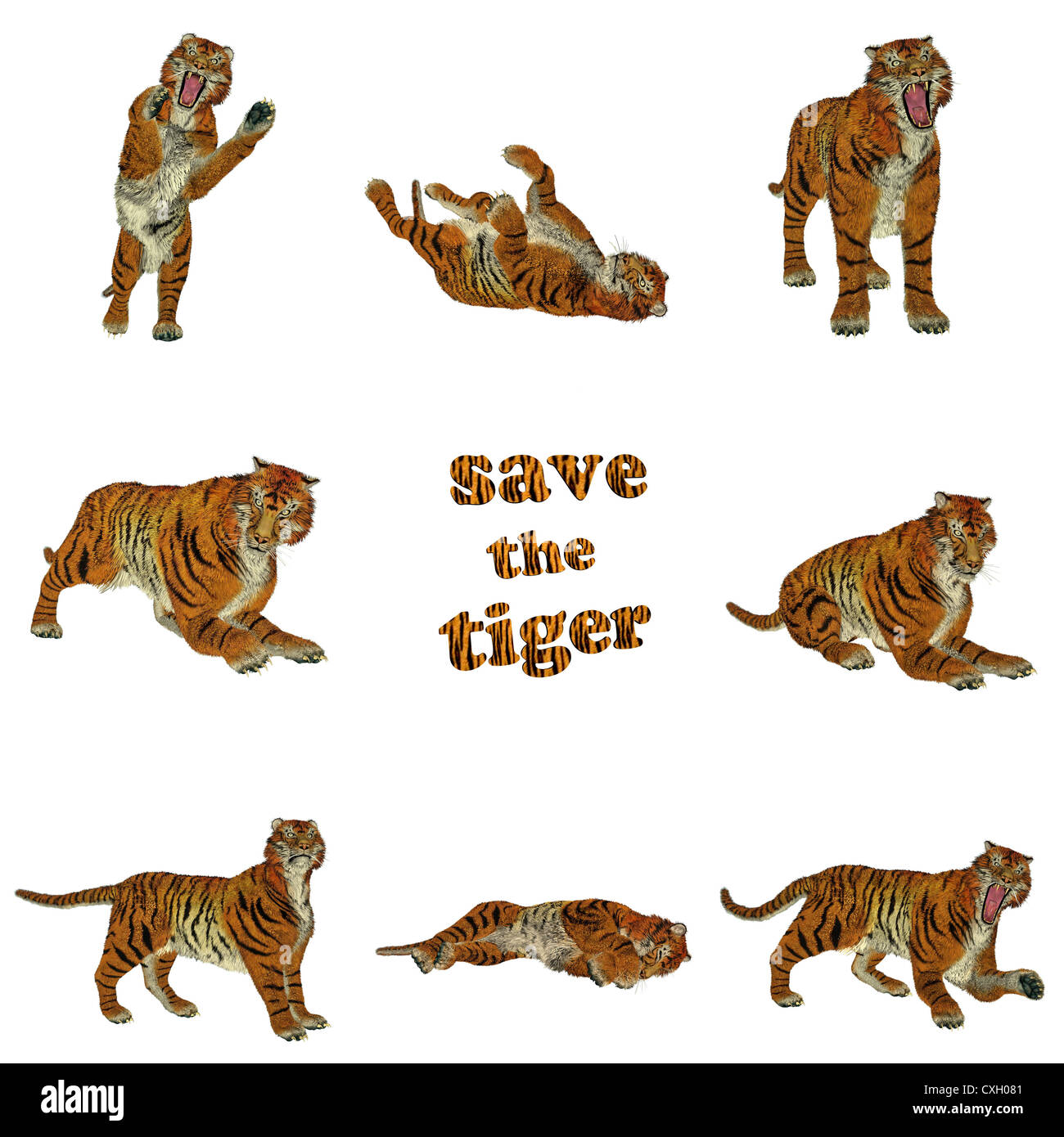 Set of eight big beautiful tiger poses in white background to save this animal Stock Photo