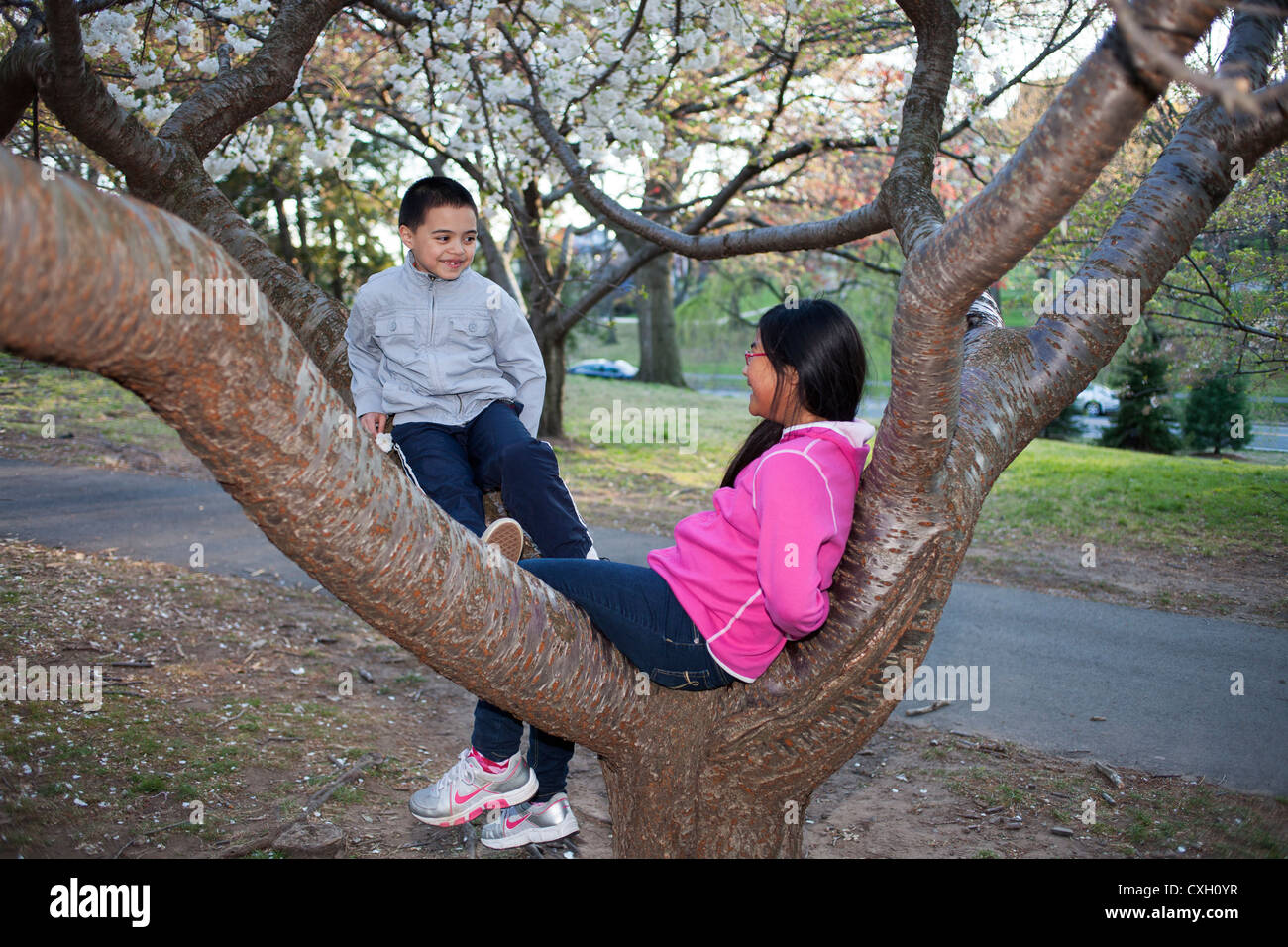 boy and girl sitting in a tree at the park Stock Photo - Alamy