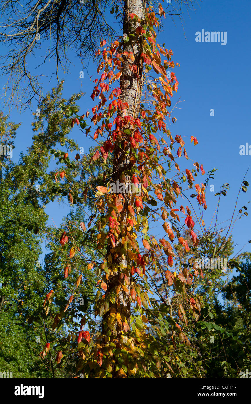 Vines around a tree in autumn fall colours colors. Stock Photo