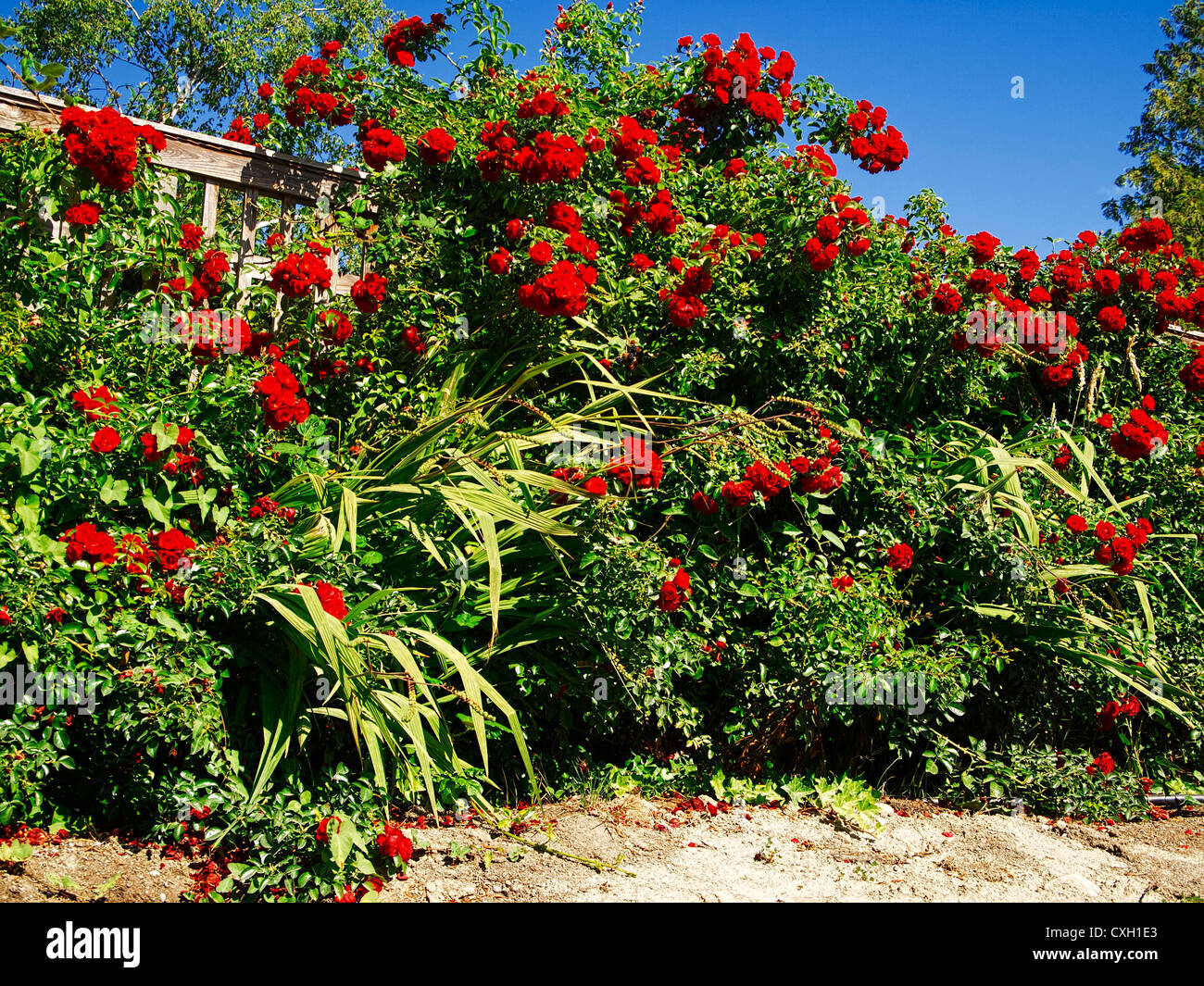 Climbing Red Rose Bush as a Fence Hedge Stock Photo Alamy