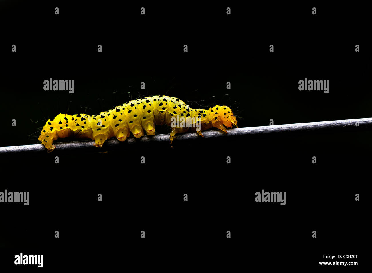 Caterpillar wallpaper hi-res stock photography and images - Alamy